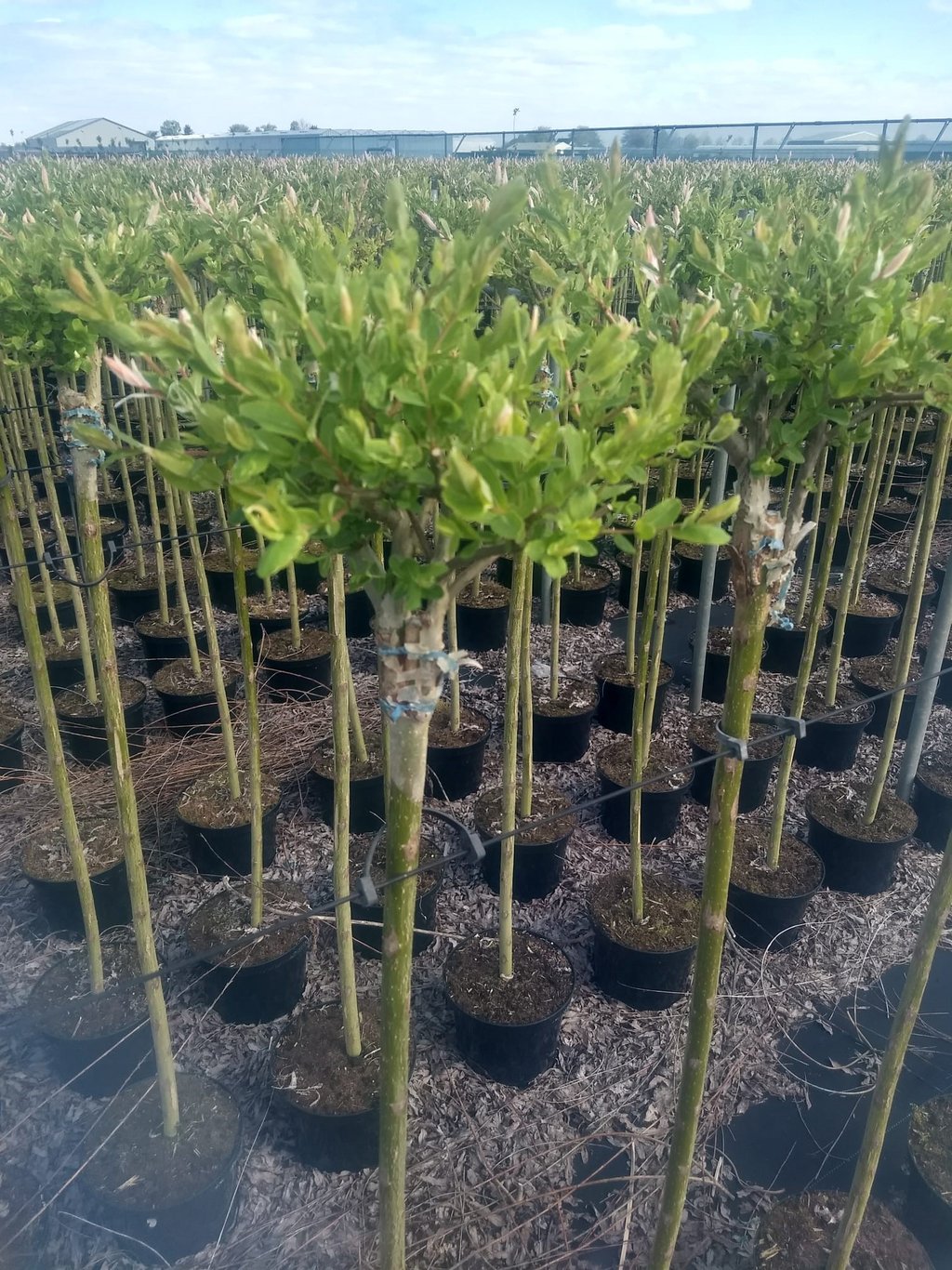 Salix integra 'Hakuro-nishiki' - 100 CM Stem C5